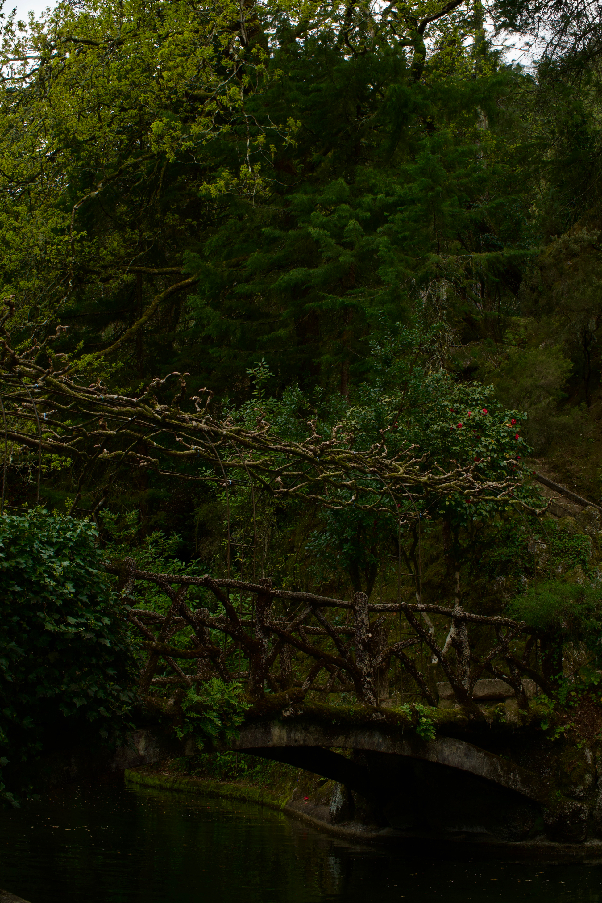A bridge made of branches and time