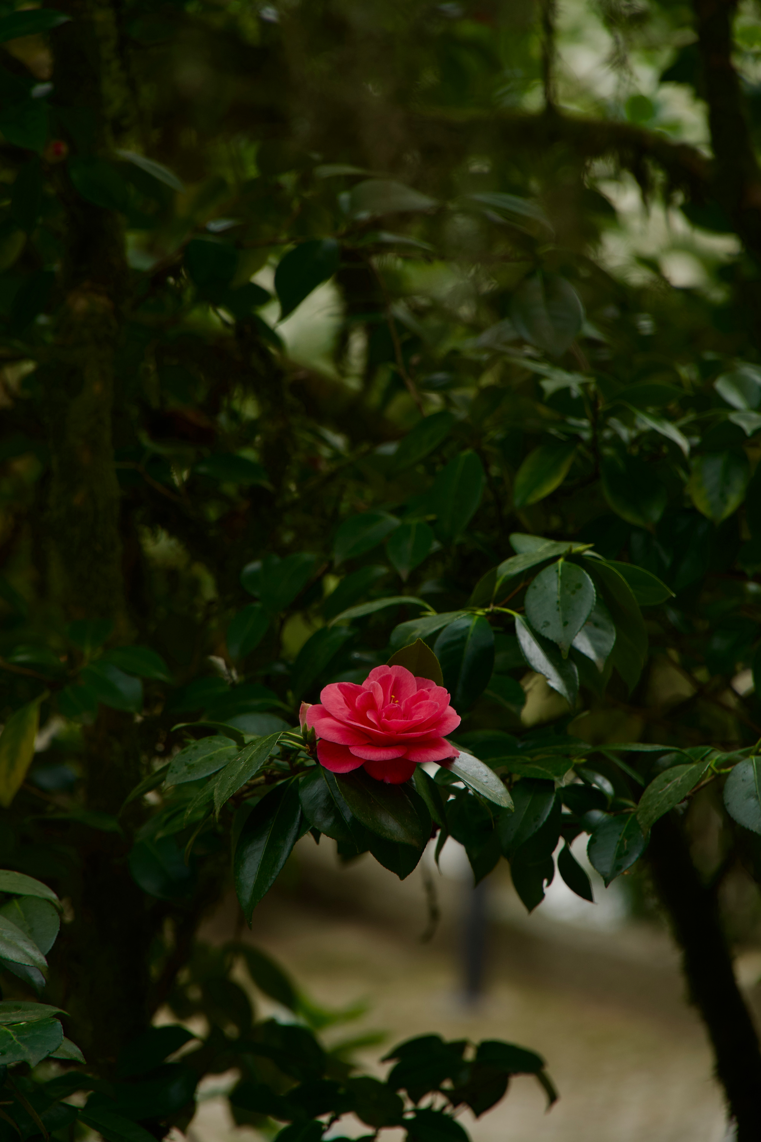 Spring doesn’t announce itself