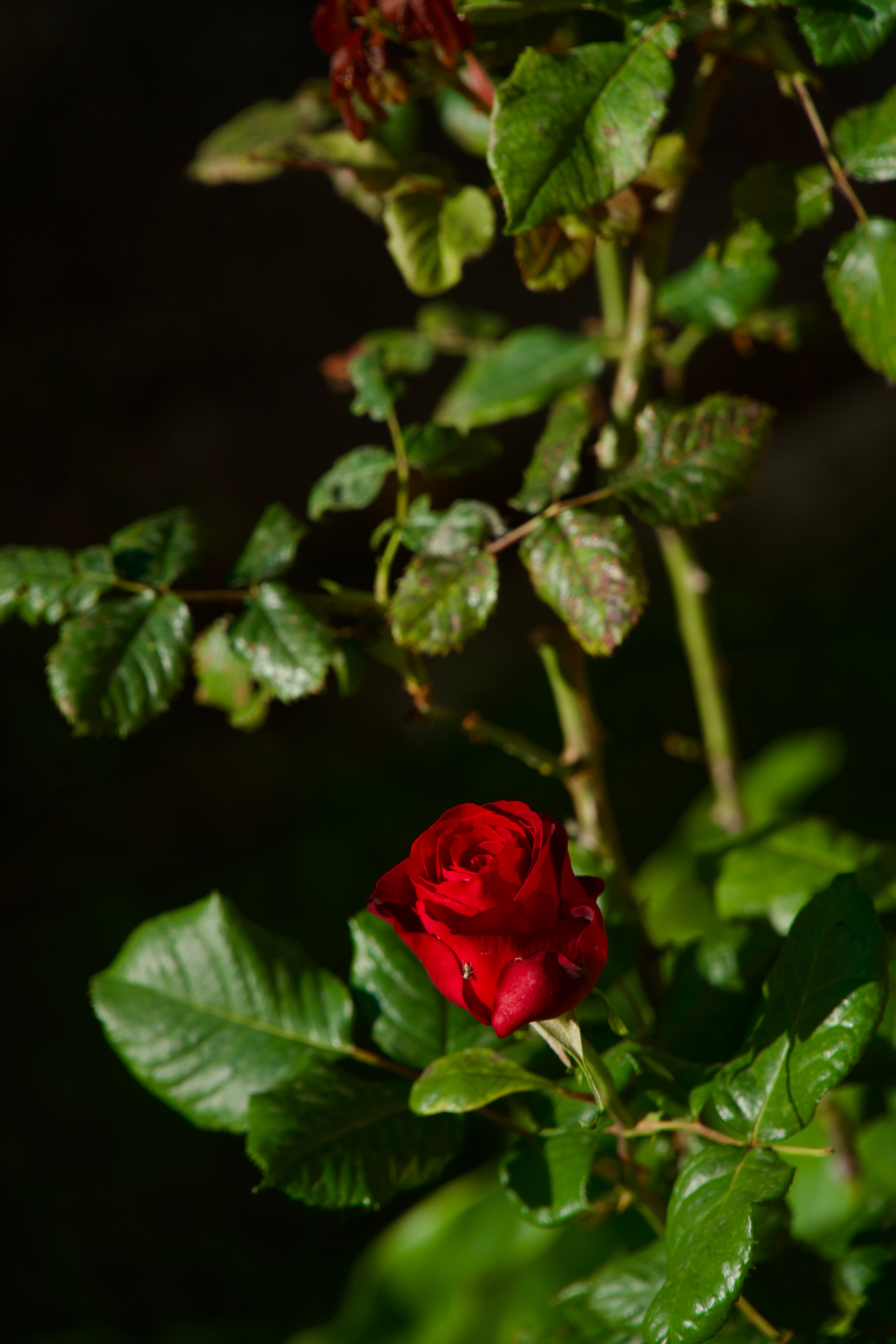 Red, patient, and in full bloom