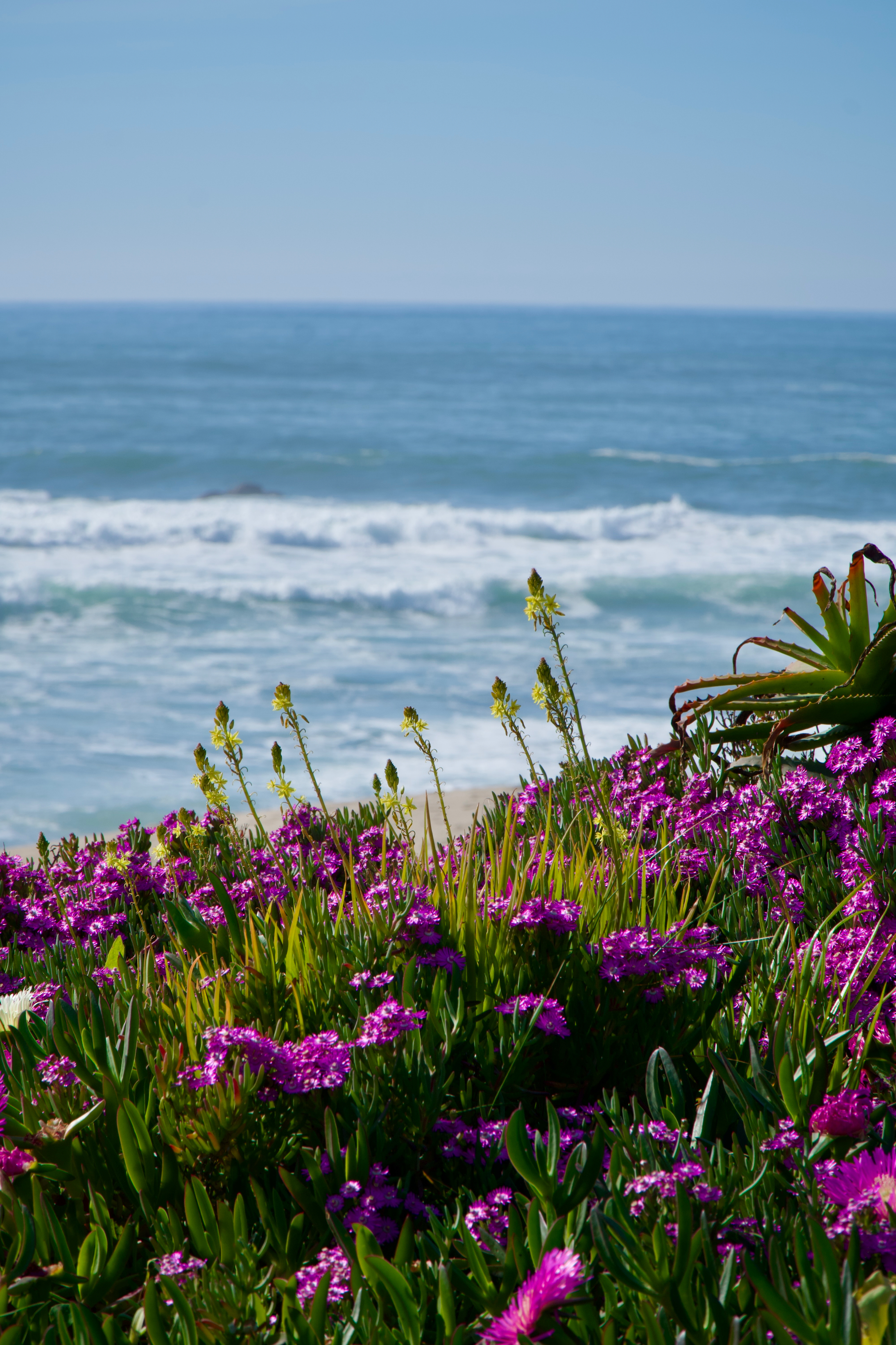 Spring on the Atlantic edge