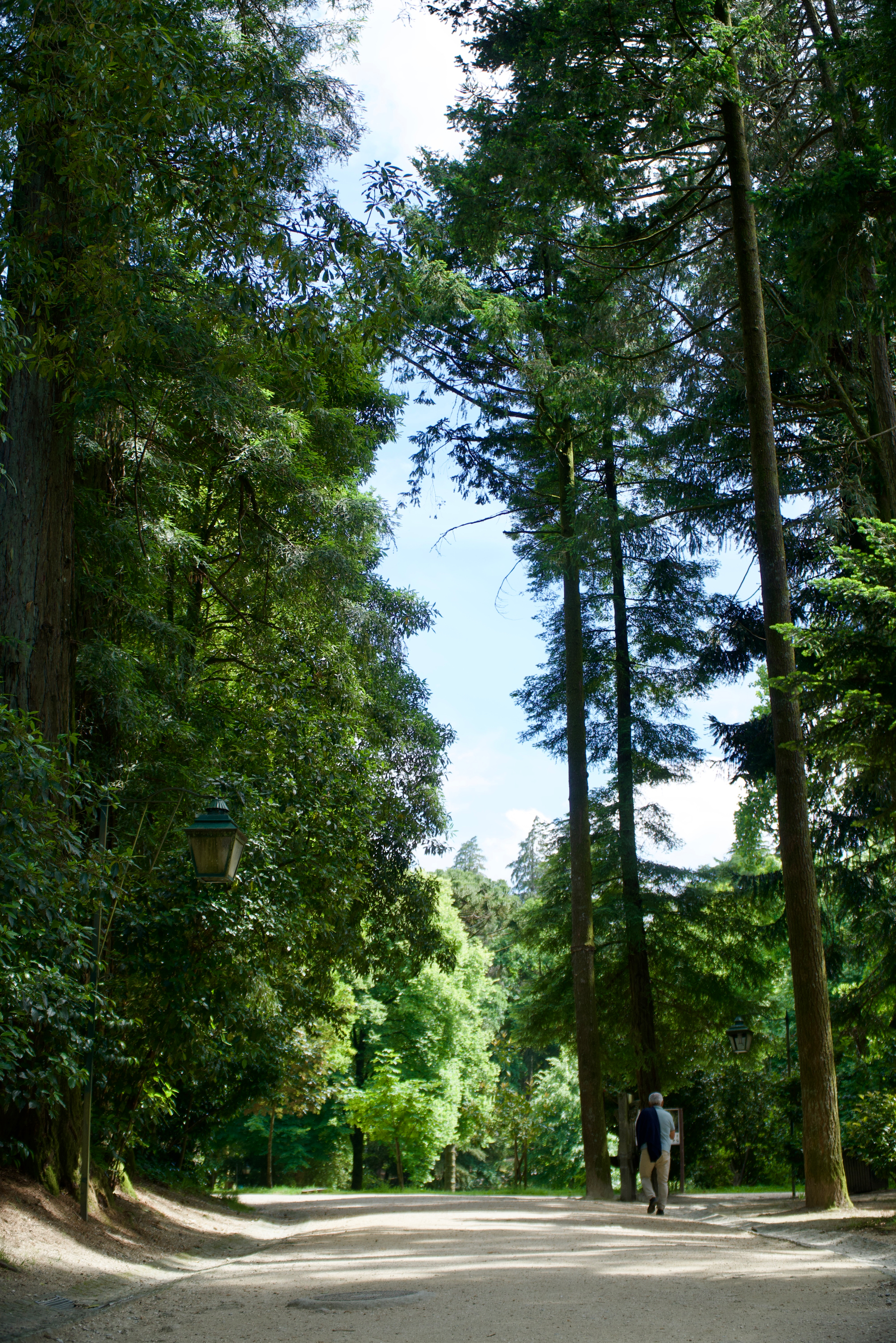 Where the trees grow taller than prayers